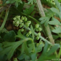 Lepidium didymum L.